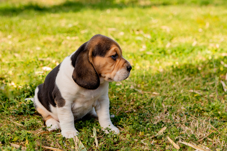 Beautiful beagle puppy brown and black on the green grassの写真素材