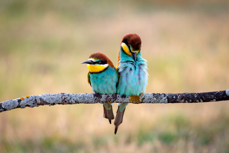 Couple of bee-eaters on a branch falling in loveの写真素材