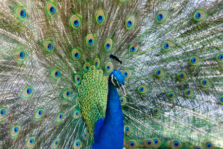 Amazing peacock during his exhibition for matingの写真素材