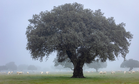 Nice landscape at winter with fog