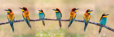 Meeting of four bee-eaters on a branchの写真素材