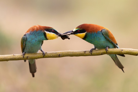 Male bee eater giving a insect to its female partnerの写真素材