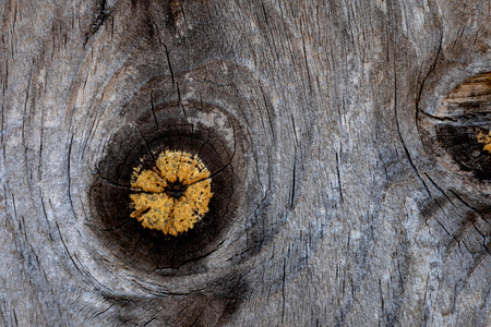 Close-up wooden texture with dark color