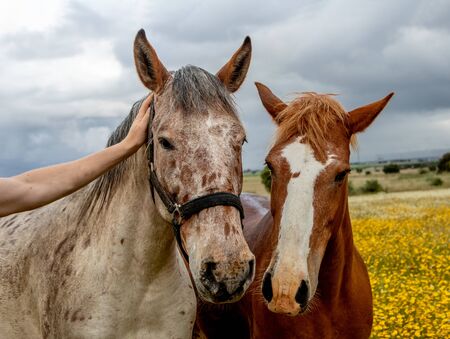 Two beautiful horses in the meadow