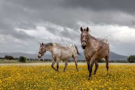 Two beautiful horses in the meadowの写真素材