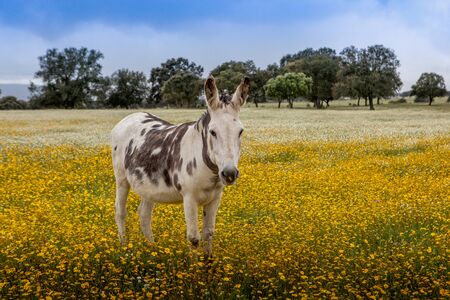 Free horse in a blossom meadow with yellow flowersの写真素材