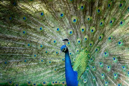Amazing peacock during his exhibition for matingの写真素材