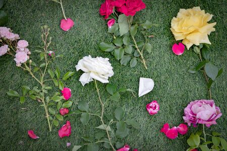 Roses red, pink and yellow cutted on the grassの写真素材