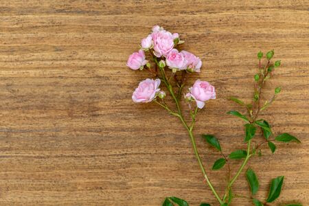 Beautiful pink flowers on a wooden backgroundの写真素材