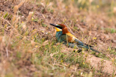 Bee-eater on the floor making the nest at the springの写真素材