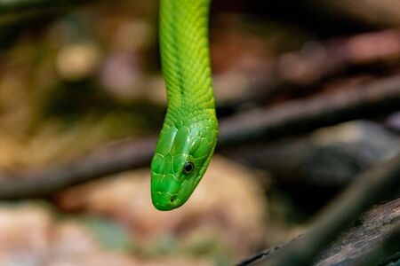 Portrait of a mortal snake, The green mambaの写真素材