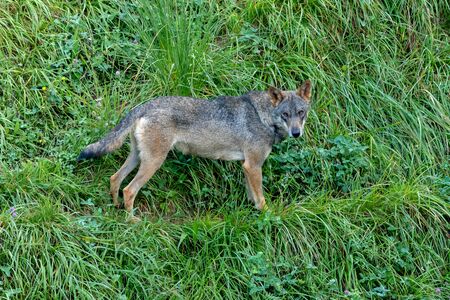 Spanish wolf in th mountain sundrounded of green grass