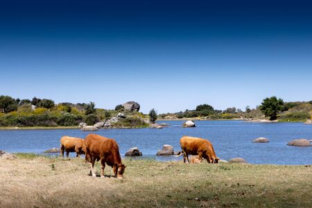 Beef cow grazing in the pastures of Extremadura in Spainの写真素材