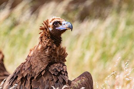 Portrait of a black vulture in the natureの写真素材