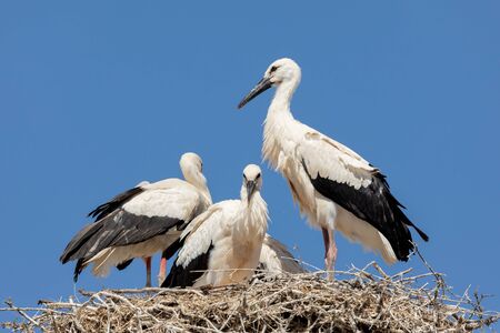 Elegant stork in the nest with a blue sky on the bakcgroundの写真素材