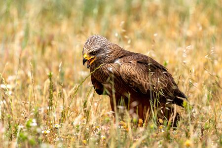 Close-up portrait of a Brown Kite taken while at rest