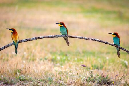 Meeting of three bee-eaters on a branch