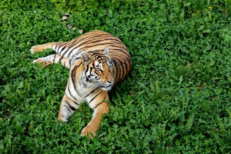 Amazing tiger on the green meadowの写真素材