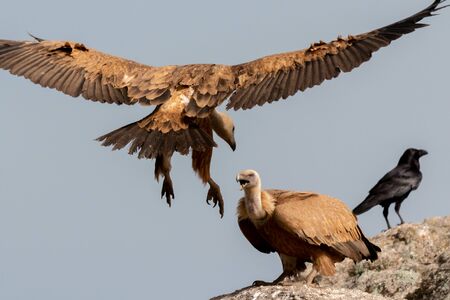 Vultures on a big rock with the cloudy sky in the background