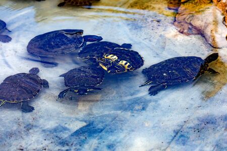 Family of turtles taking a bath in a small lakeの写真素材