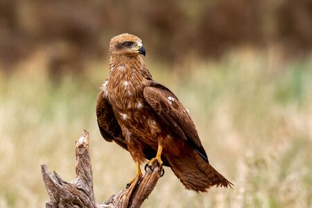 Adult of kite on a natural innkeeper. Milvus milvus
