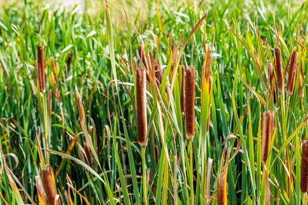 Wild reeds to uso as wallpaper with a beautiful colorの写真素材