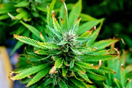 Medical Cannabis crop almost ready for harvesting on a legal grow farmの写真素材