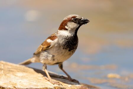 Beautiful brown sparrow taking a bath in the riverの写真素材