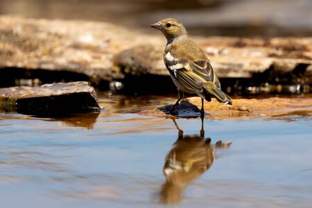 Beautiful small bird drinking in the riverの写真素材