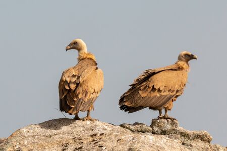 Vultures on a big rock with the cloudy sky in the backgroundの写真素材