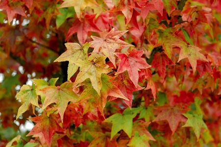 Beautiful leaves with many colors from the autumnの写真素材