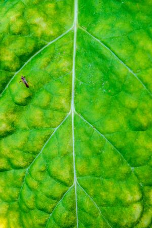 Big Wrinkled Leaves of Tobacco plants. Tobacco plantationの写真素材