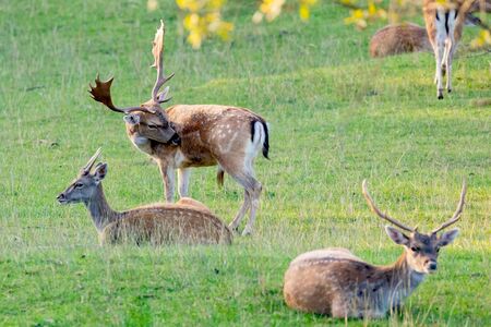 Young fawns relaxed in the countrysideの写真素材