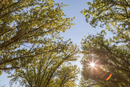 The tops of the trees in a sunny dayの写真素材