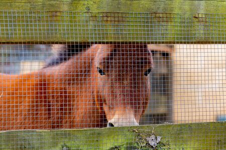 Brown horse behide a fence looking at cameraの写真素材