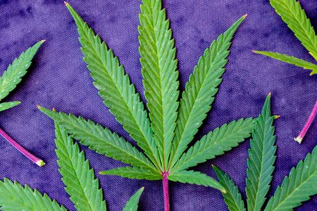 Medical Cannabis leaves on a purple backgroundの写真素材