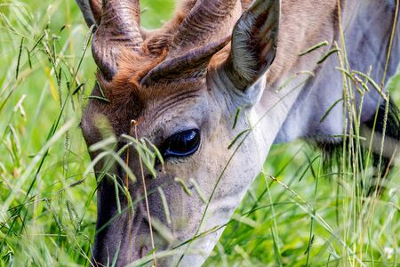 Large male eland antelope (Tragelaphus oryx) in natural habitat.の写真素材