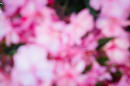 Pink unfocused flowers to use as background