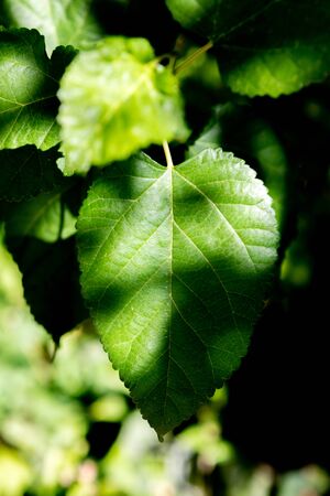 Sunny green leaf with shadows. Vertical imageの写真素材