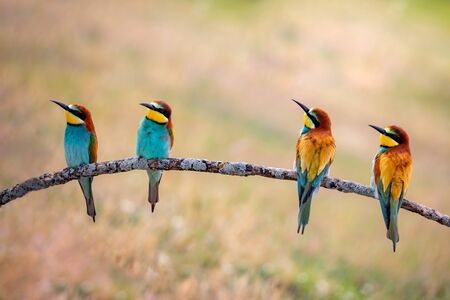 Meeting of four bee-eaters on a branch の写真素材
