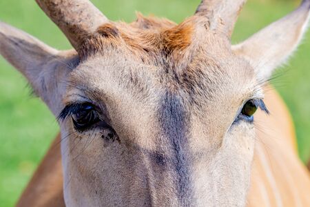 Portrait of a male eland antelope (Tragelaphus oryx) in natural habitat.の写真素材