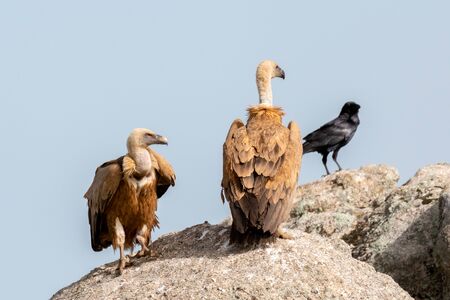 Vultures on a big rock with the cloudy sky in the backgroundの写真素材