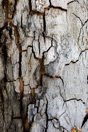 Texture of a tree trunk close-up for wallpaper use