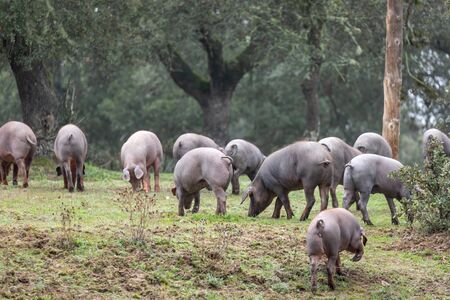 Iberian pigs grazing in the countryside の写真素材