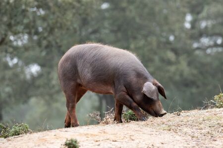 Iberian pigs grazing in the countryside 