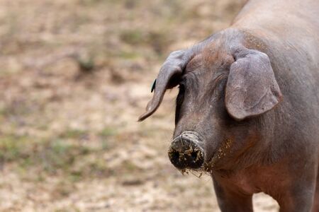 Iberian pigs grazing in the countryside 