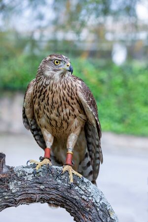 Wild goshawk, beautiful bird in the natureの写真素材