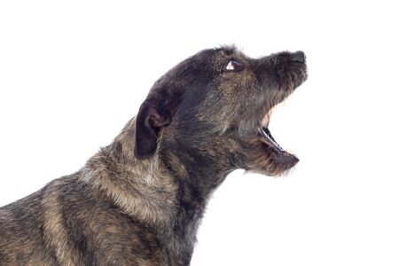 Brown dog opening its mouth isolated on a white background