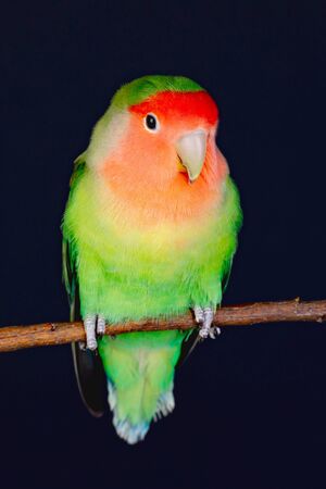 Beautiful lovebird on a branch isolated on a black background