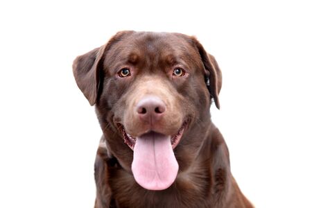 Portrait of a black Golden Retriever dog in the gardenの写真素材